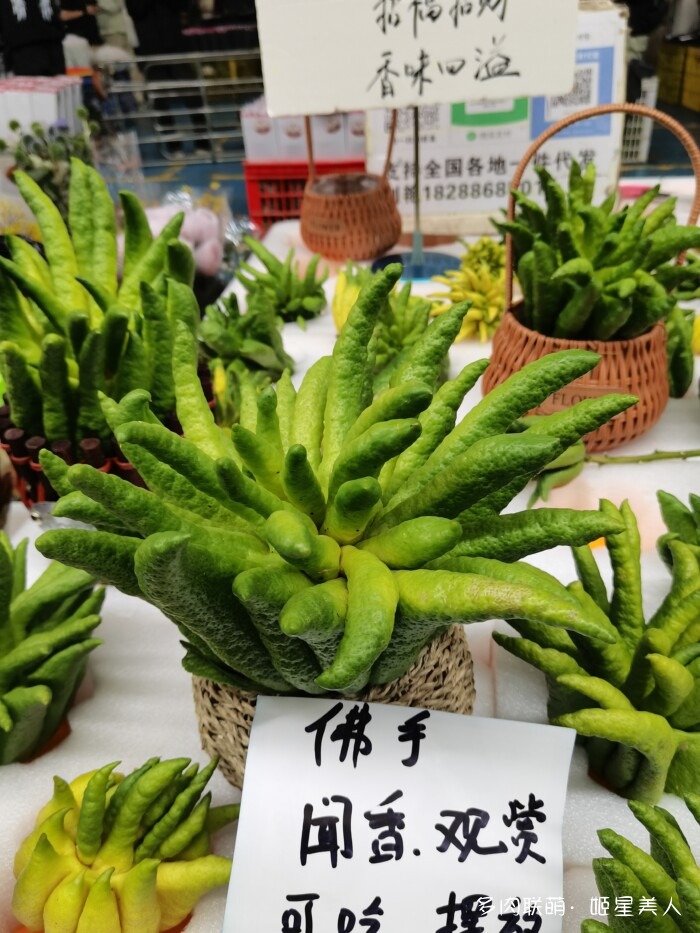 云南的多肉