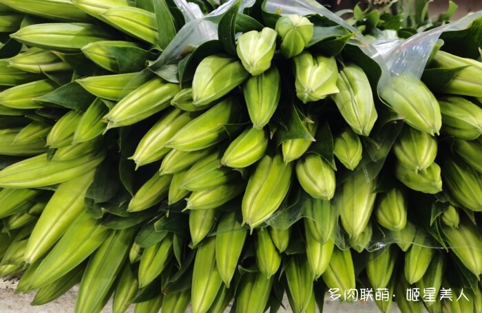 云南的多肉