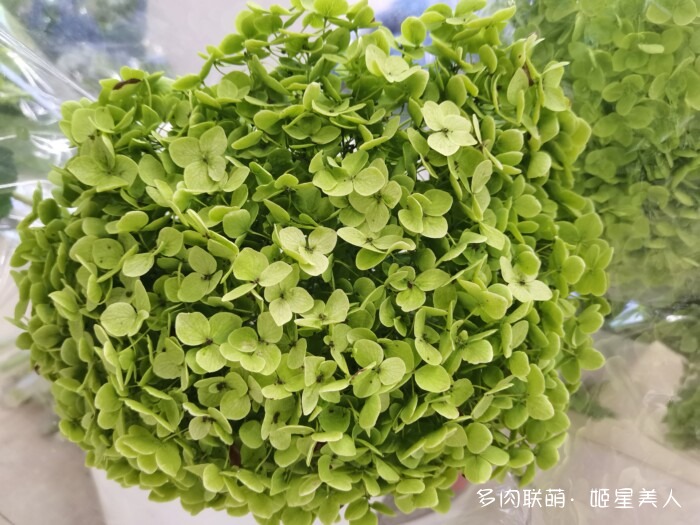 云南的多肉