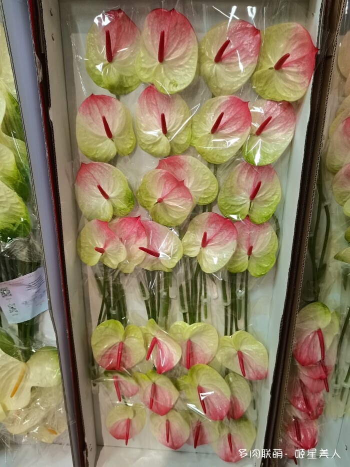云南的多肉