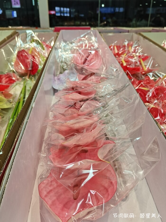 云南的多肉