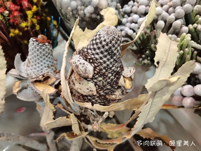 云南的多肉