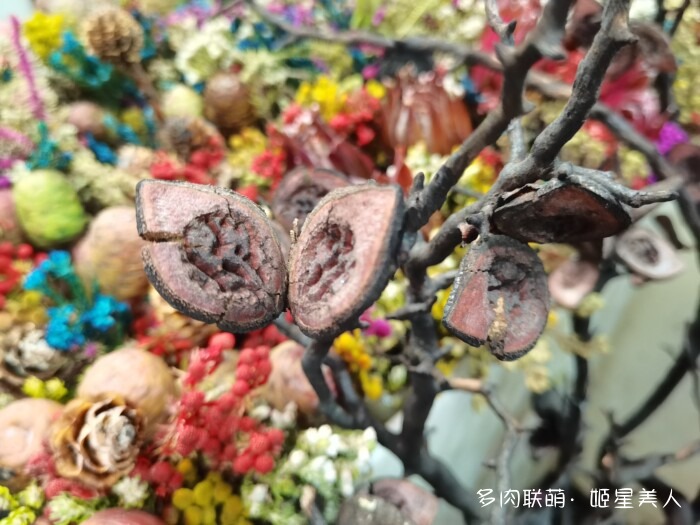云南的多肉