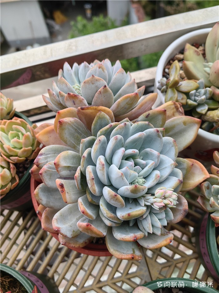 橙梦露