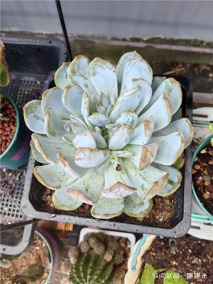 橙梦露