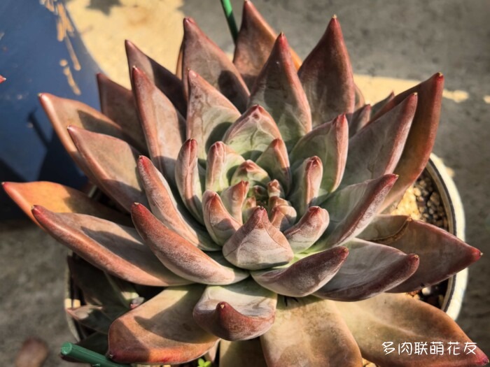 北京秋天邻居家的多肉
