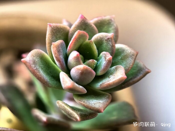 秋天的多肉