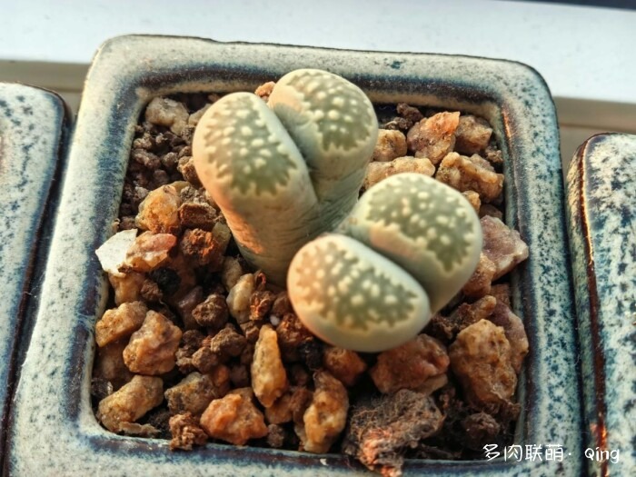 秋天的多肉