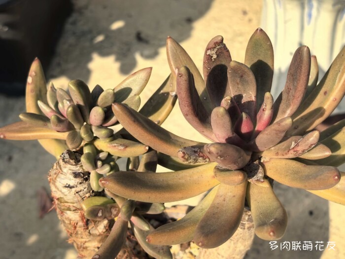 北京秋天邻居家的多肉