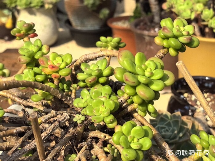 北京秋天邻居家的多肉