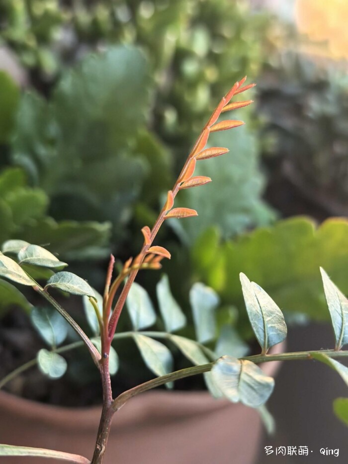 秋天的多肉