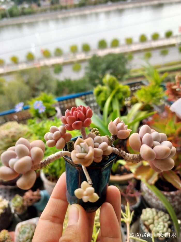 东北秋天的多肉