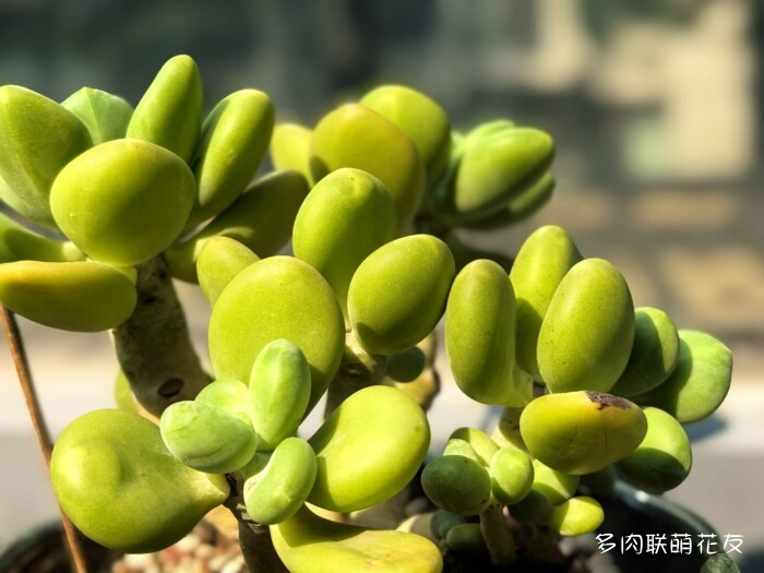 北京秋天邻居家的多肉