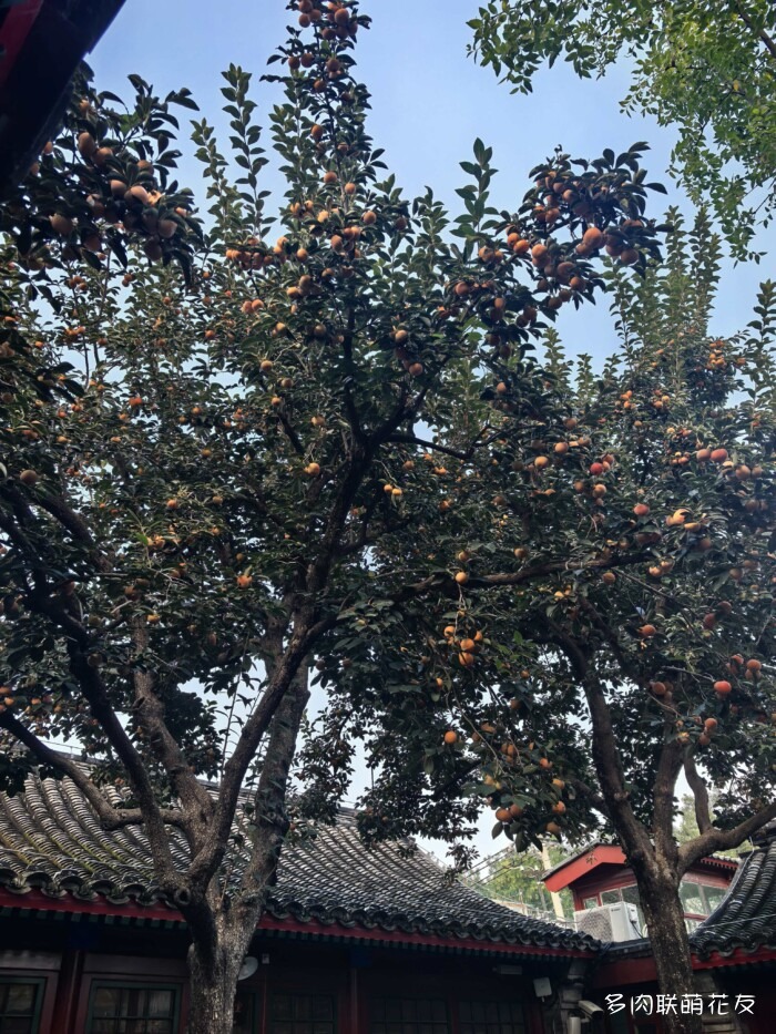 北京秋天邻居家的多肉