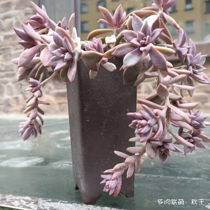 东北天冷准备进屋的多肉