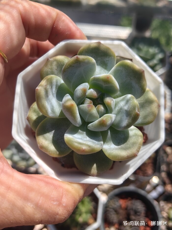 江浙沪秋天的多肉