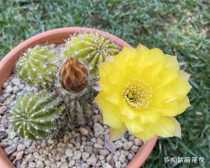 花友秋天的多肉