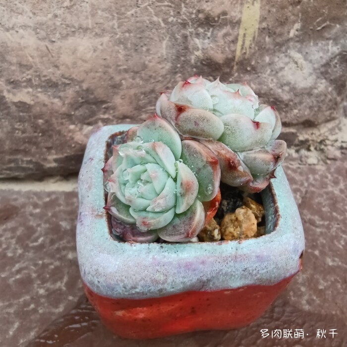 东北天冷准备进屋的多肉