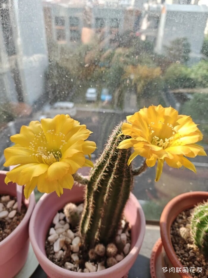 花友秋天的多肉