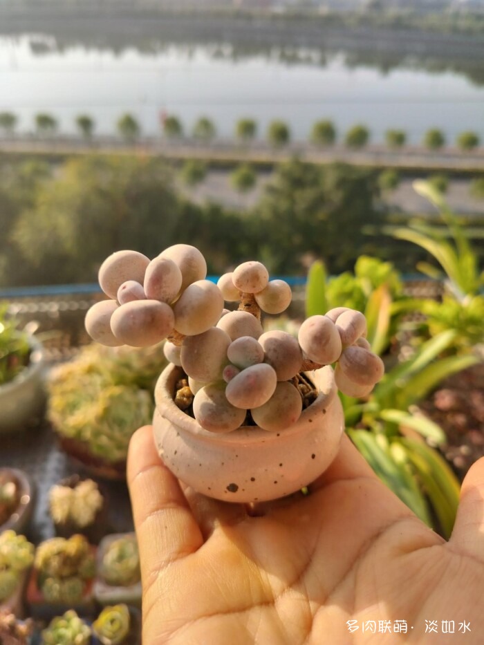 东北秋天的多肉