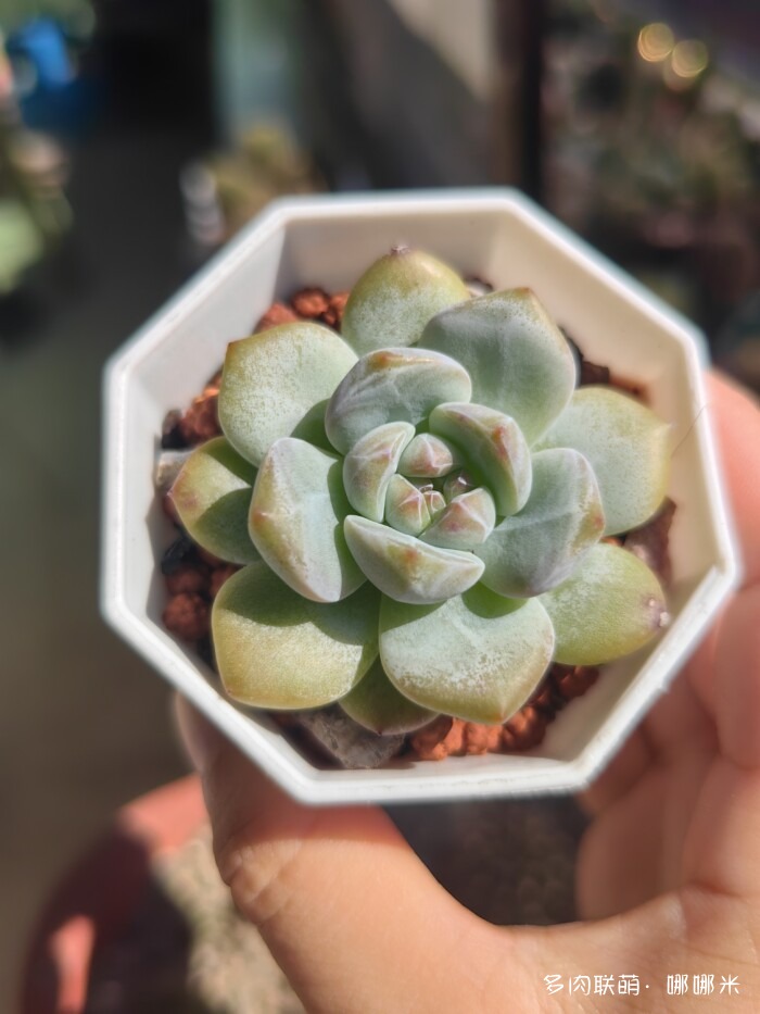 江浙沪秋天的多肉