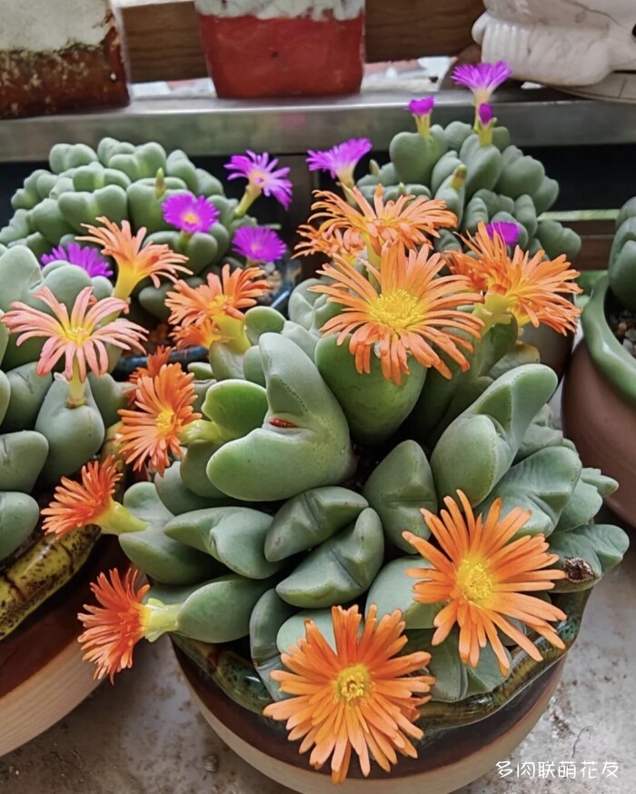 花友秋天的多肉