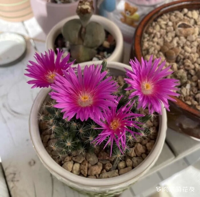 花友秋天的多肉