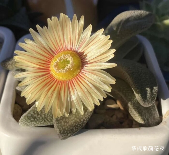花友秋天的多肉