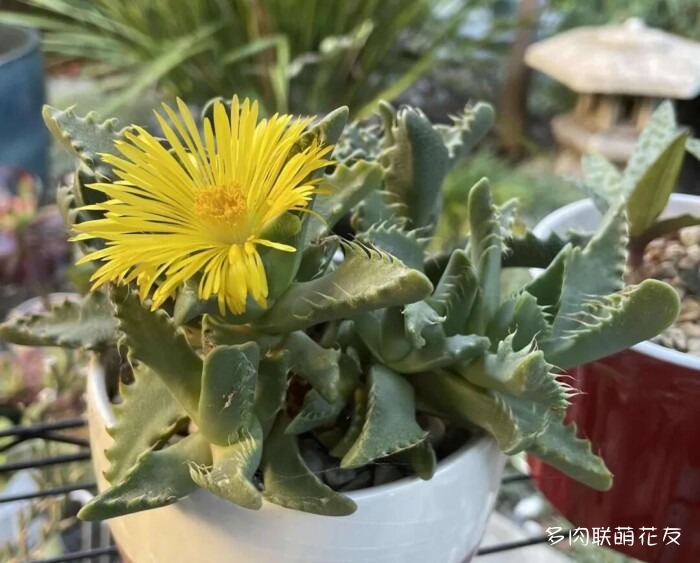 花友秋天的多肉