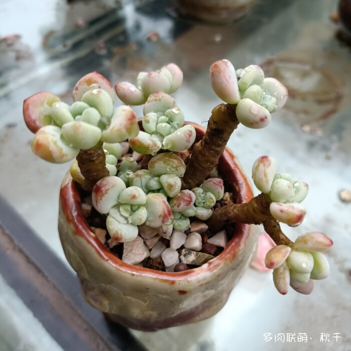 东北天冷准备进屋的多肉