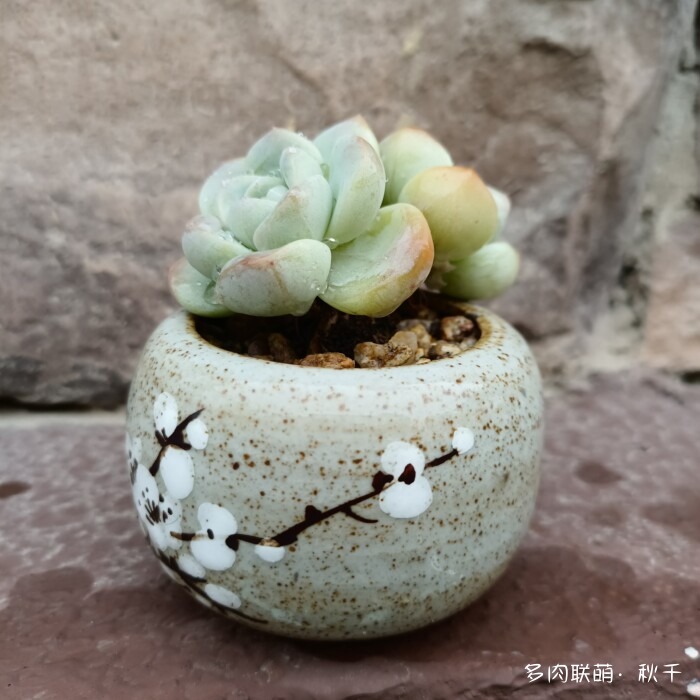 东北天冷准备进屋的多肉