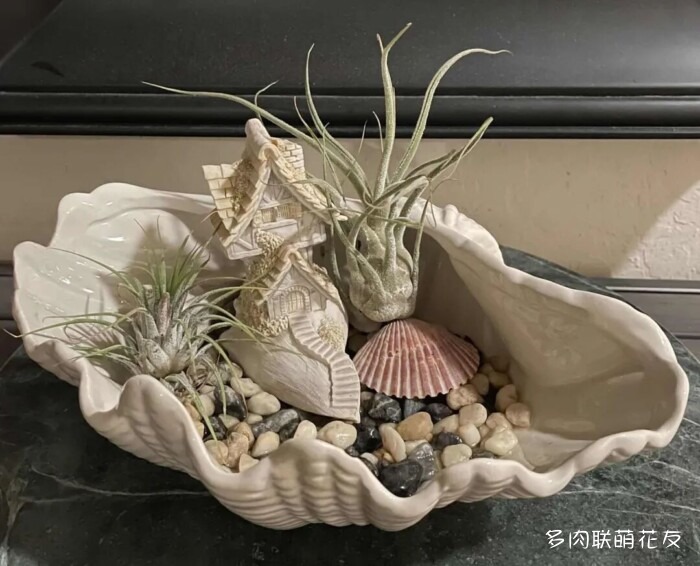 花友秋天的多肉