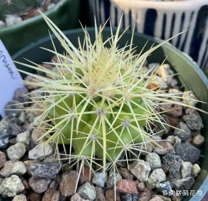 花友秋天的多肉