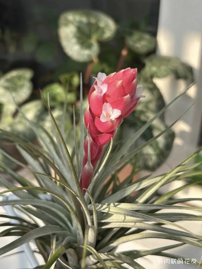 花友秋天的多肉