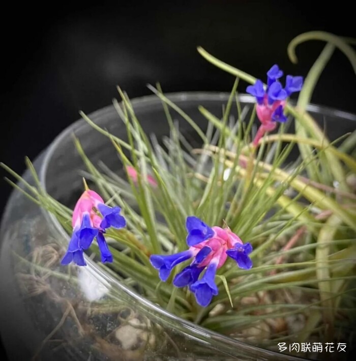 花友秋天的多肉