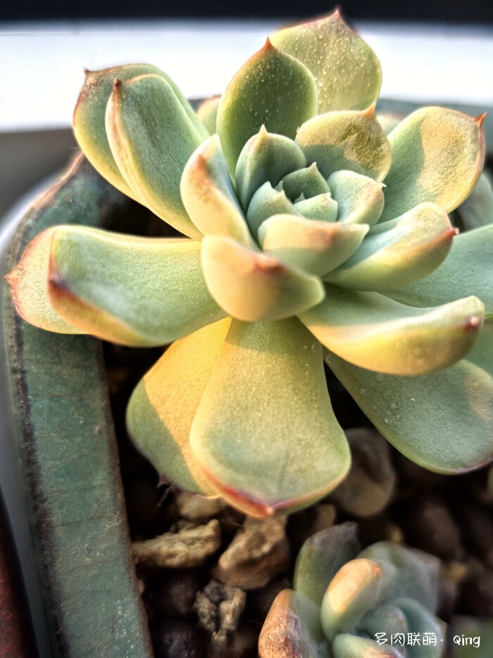 花月夜系？