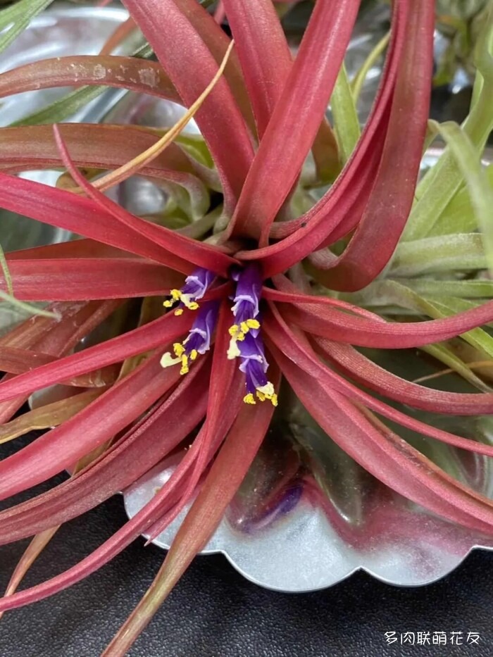 花友秋天的多肉