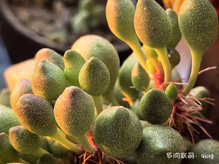 鼓槌水泡