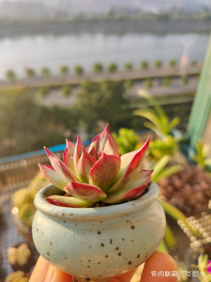 东北秋天的多肉
