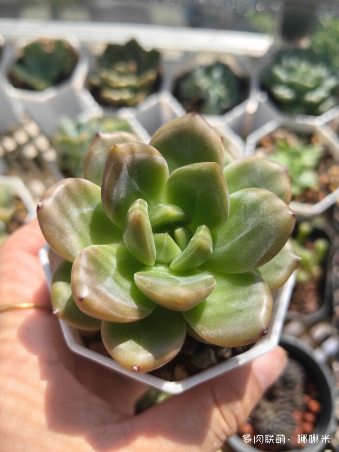 江浙沪秋天的多肉