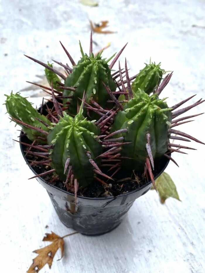 花友秋天的多肉