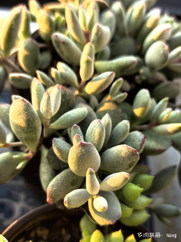 小精灵豆