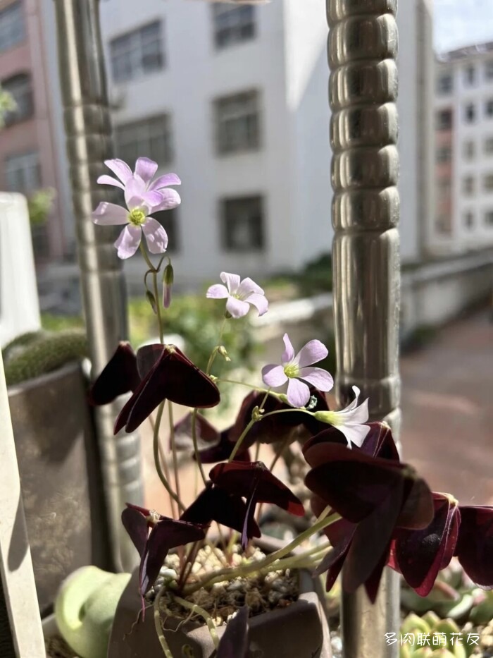 花友秋天的多肉