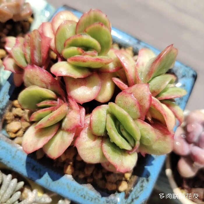 各地花友秋天的多肉