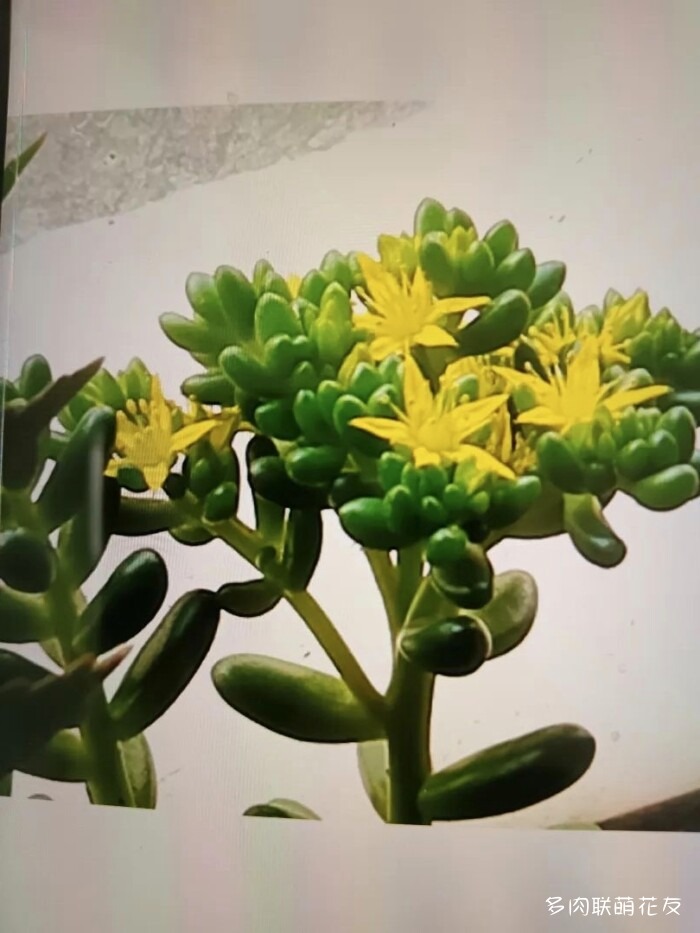 花友秋天的多肉
