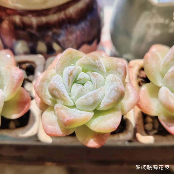 各地花友秋天的多肉