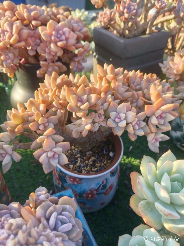 花友秋天的多肉