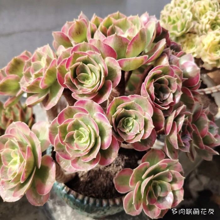 各地花友秋天的多肉