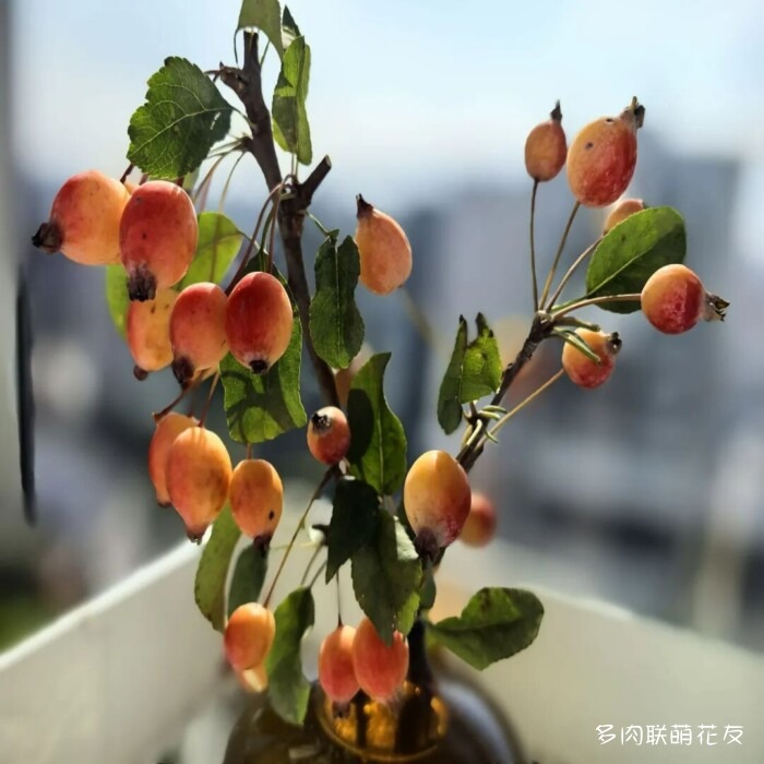 花友秋天的多肉