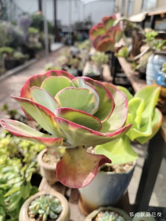 各地花友秋天的多肉